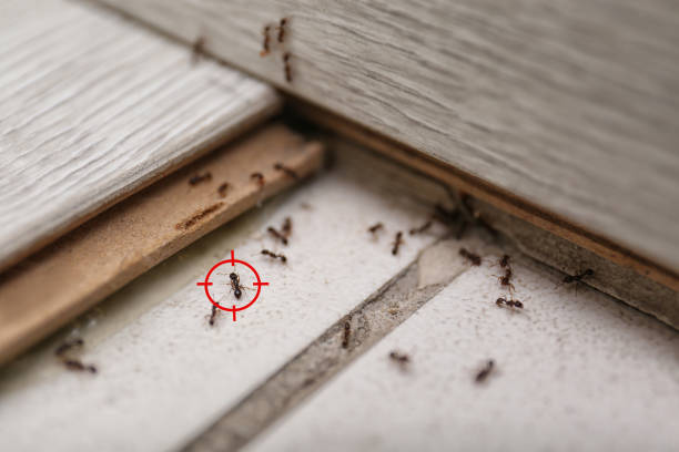 Best Affordable Pest Control Services  in Walhalla, SC