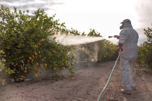 Wasp Removal Services in Walhalla, SC