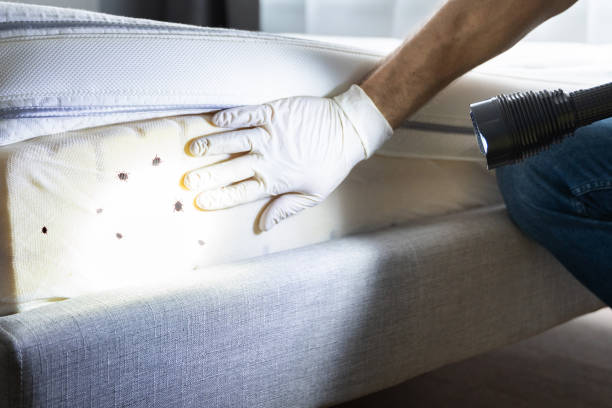 Best Bed Bug Extermination  in Walhalla, SC