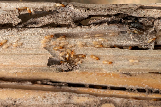 Wasp Removal Services in Walhalla, SC
